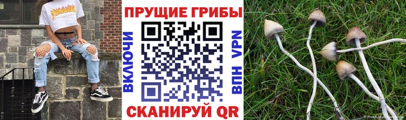 где купить   Далматово  дарк нет как зайти  Псилоцибиновые грибы MAGIC MUSHROOMS 